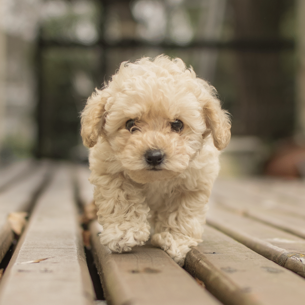 cute-beige-shih-poo-maltipoo-dog-walking-wooden-deck