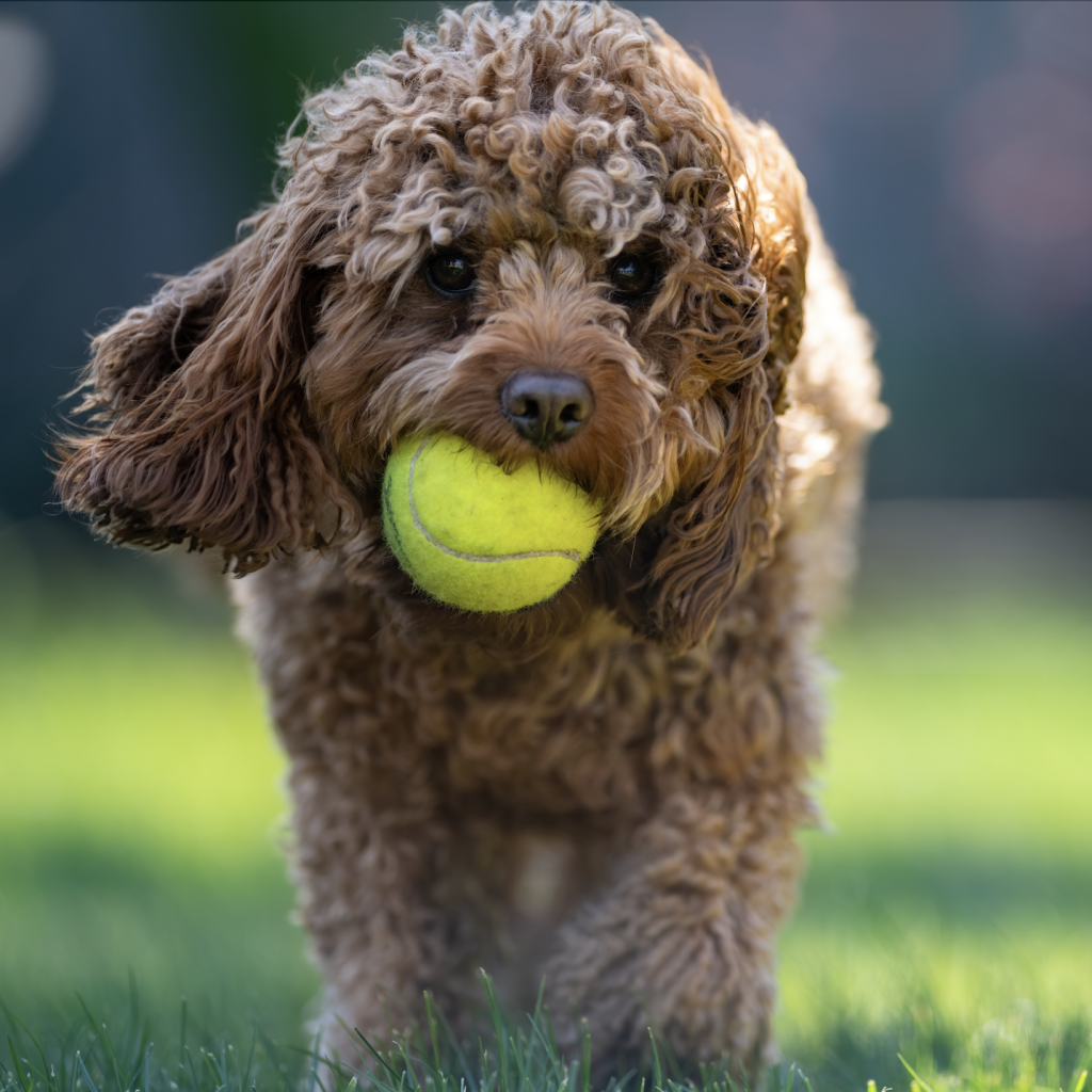 A playful Cavapoo holding a tennis ball in a sunny park, looking joyful and curious.