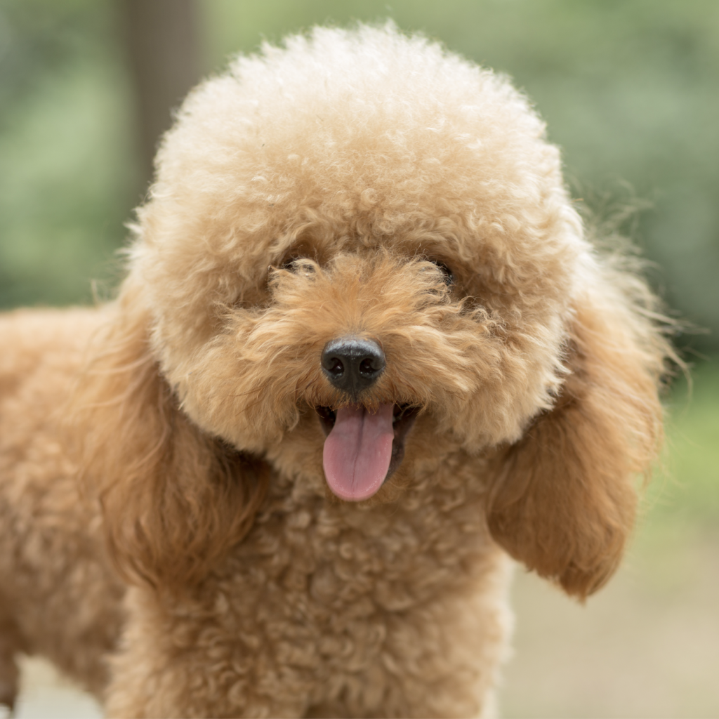 toy poodle grassy field.png