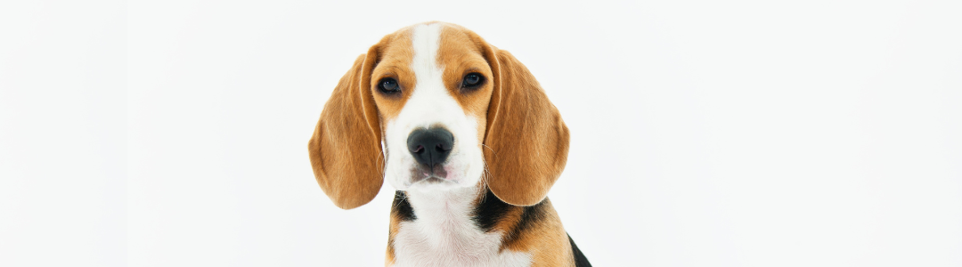 A playful Beagle sitting proudly on a white background, ears perked, full of energy and charm.