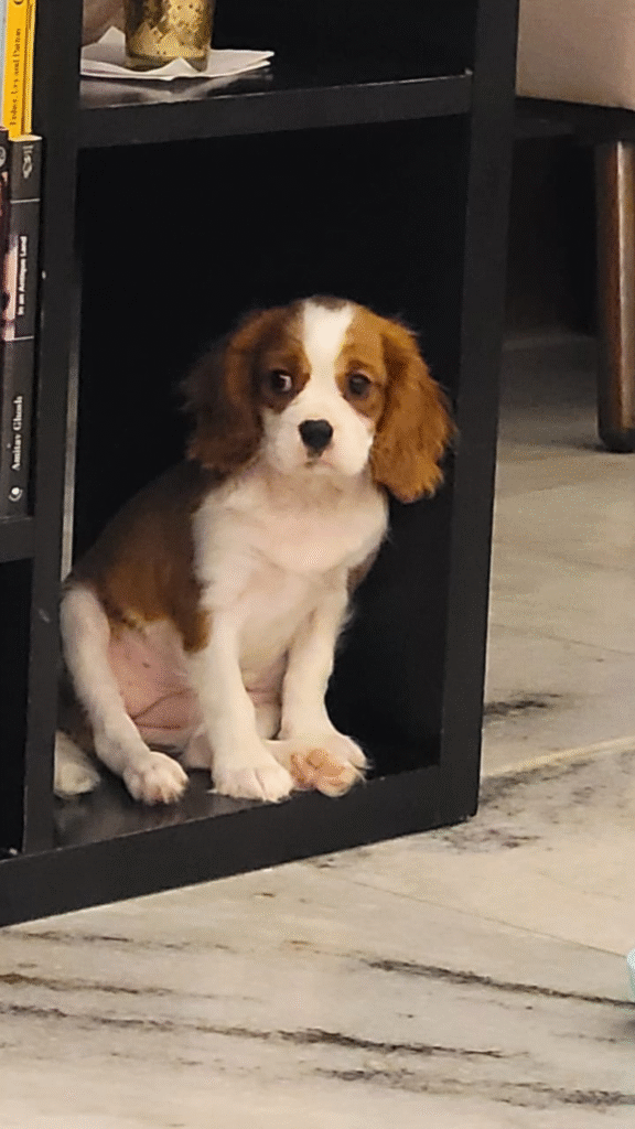 Cavalier King Charles Spaniel In India