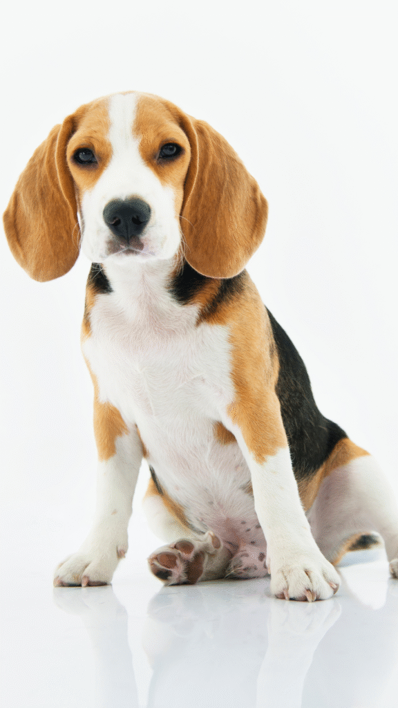 Beagle In India