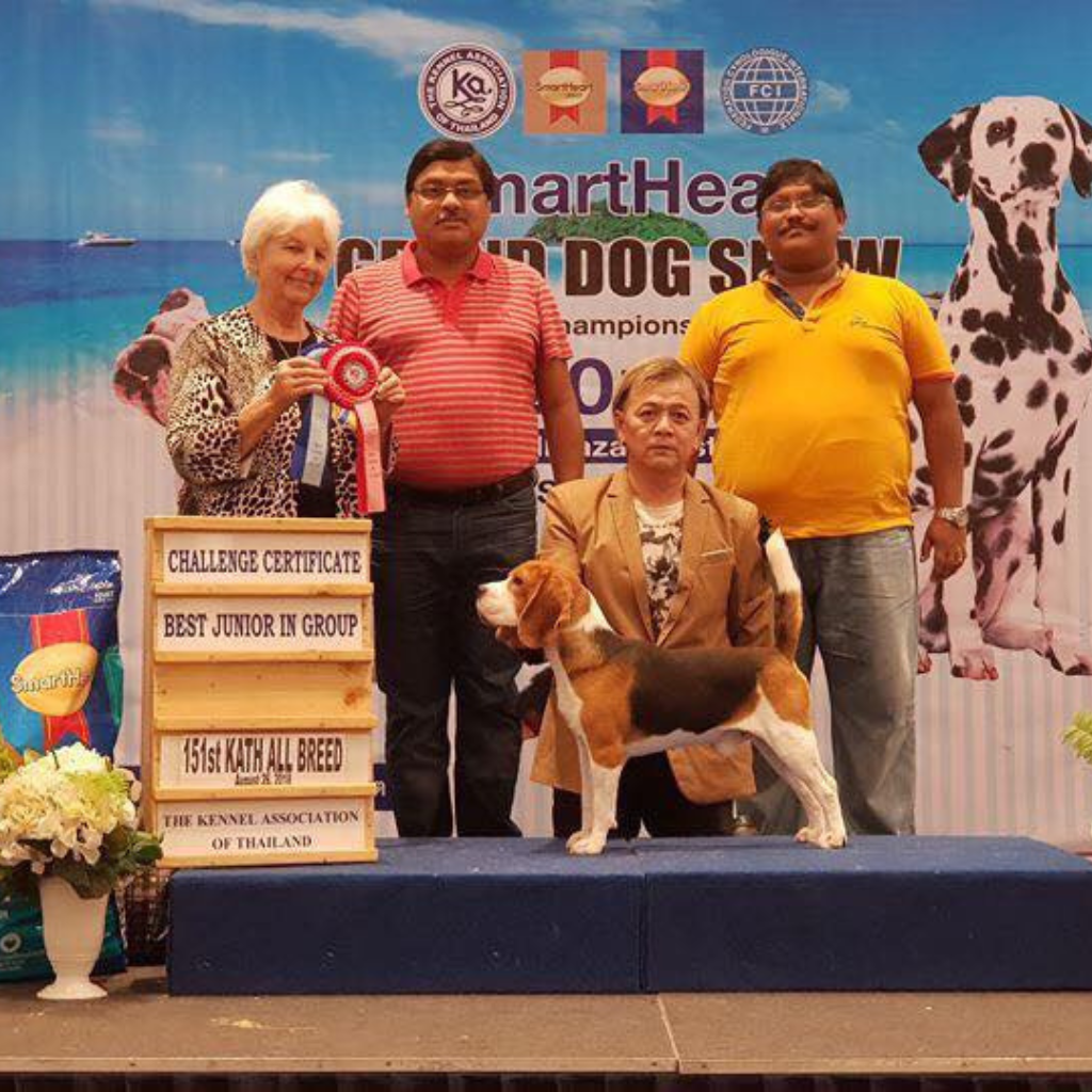 Multi-Country Championship Winner Beagle