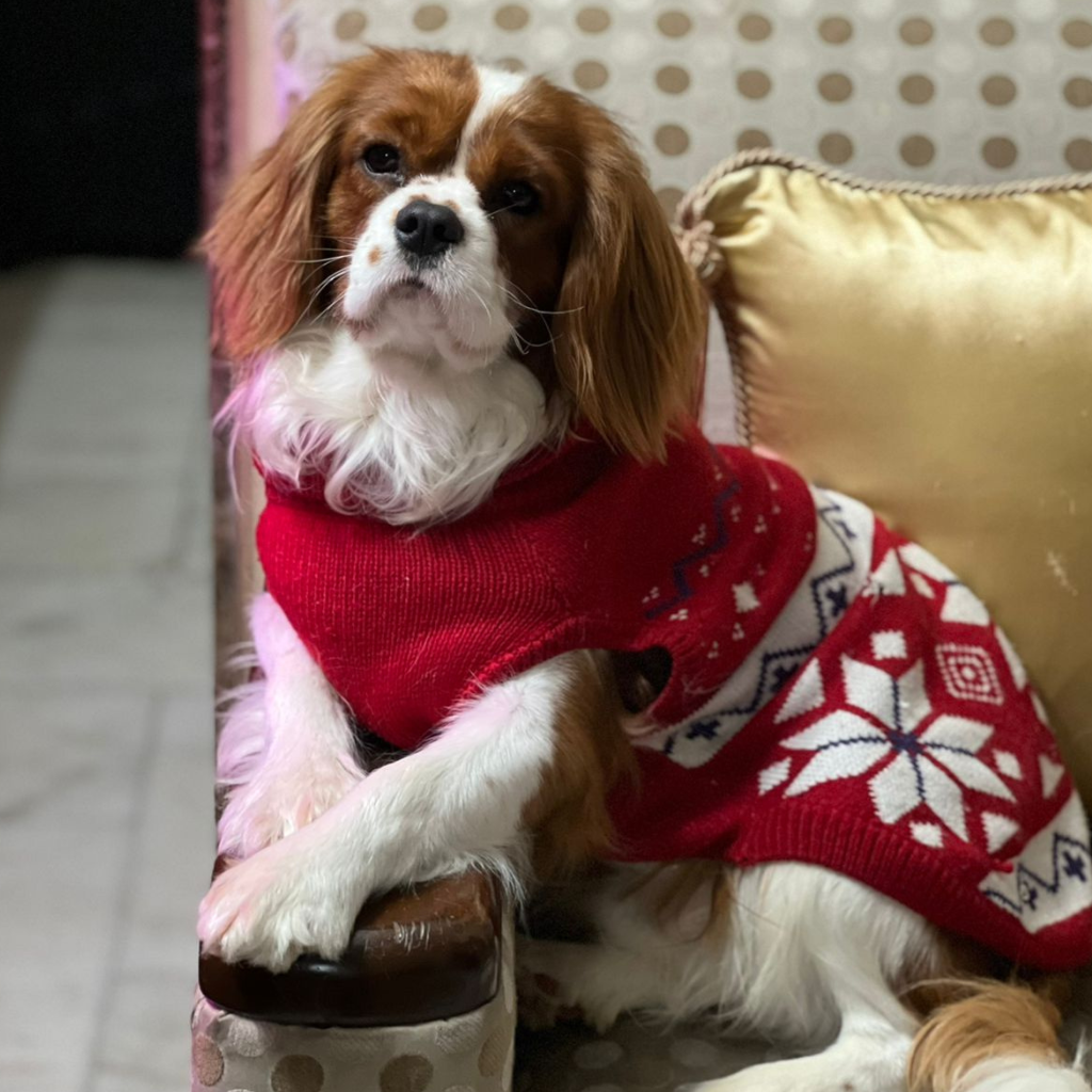 Russian ¯Grand Champion Cavalier King Charles Spaniel, Russia