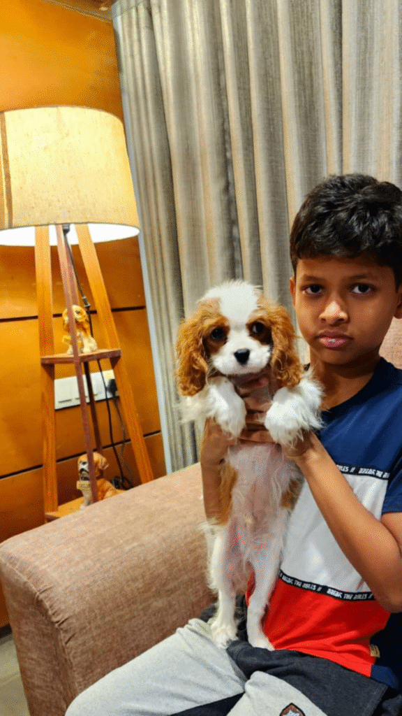 Cavalier King Charles Spaniel In India