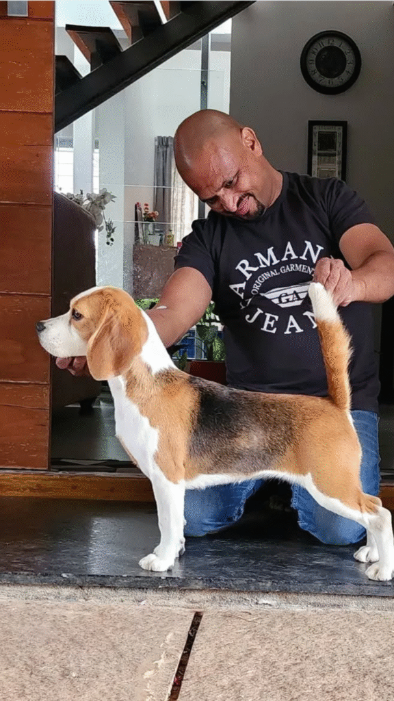 Beagle In India