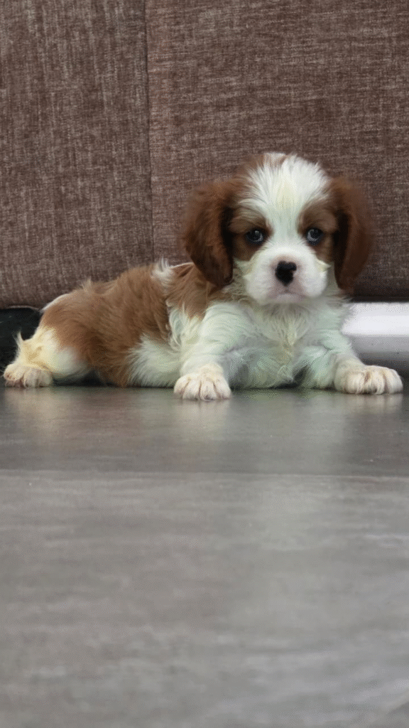 Cavalier King Charles Spaniel In India