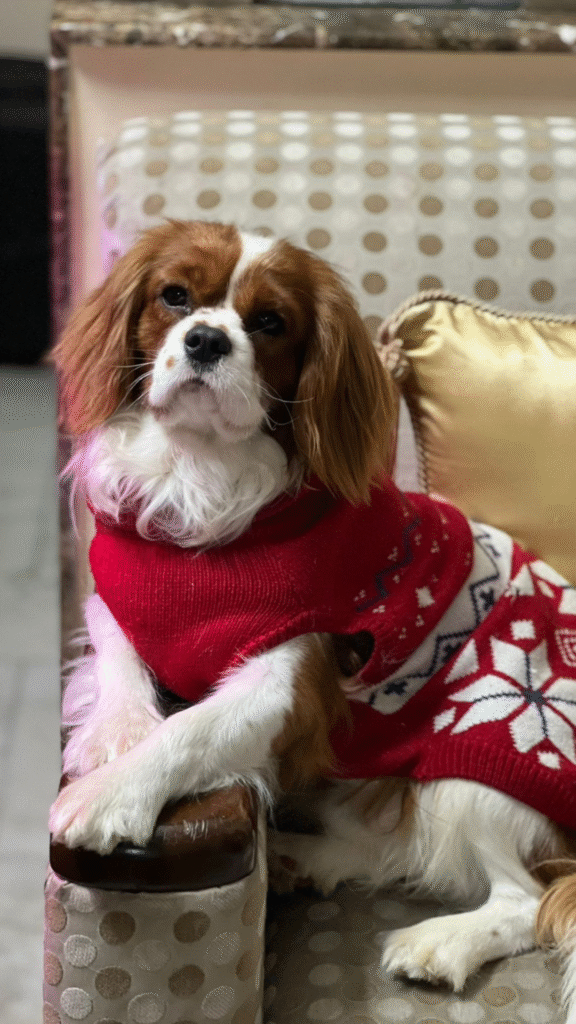 Cavalier King Charles Spaniel In India