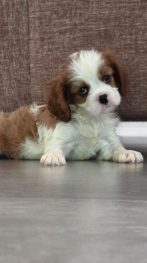 Cavalier King Charles Spaniel In India