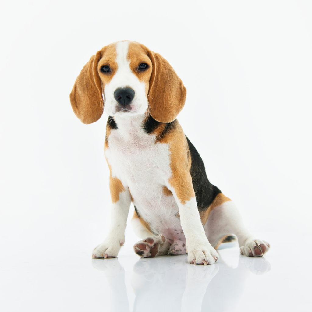 Reserve Dog of the Year Beagle, India