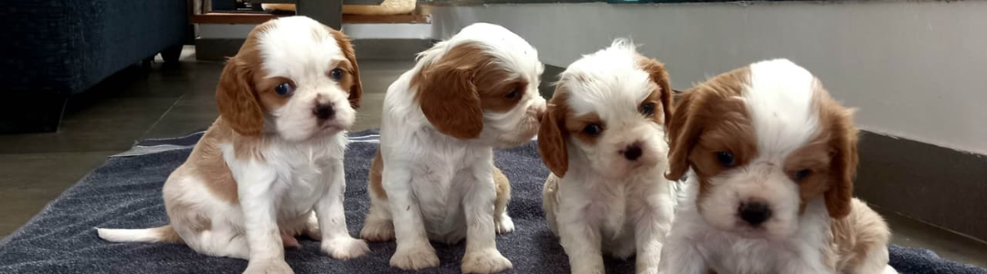 Cavalier King Charles Dogs In India