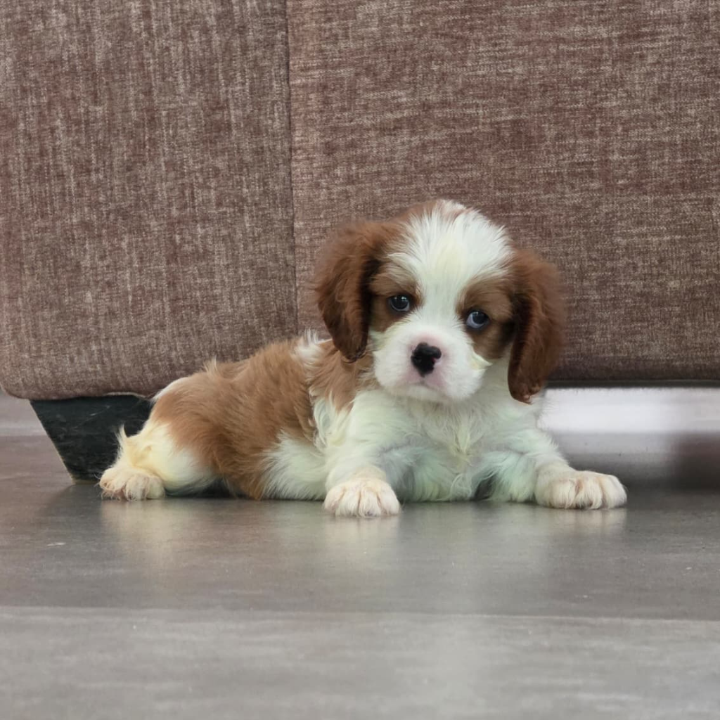 Cavalier King Charles Spaniel in India