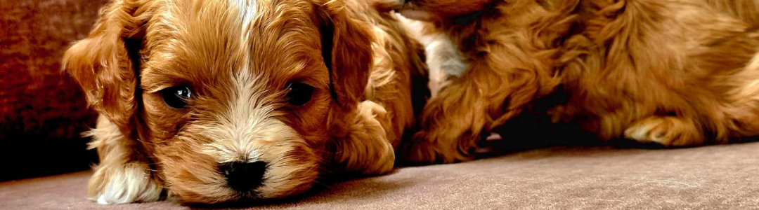 Cavapoo Dogs In India