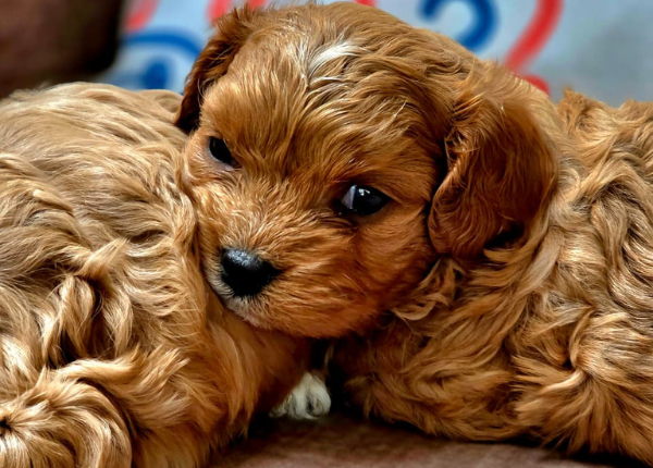 Cavapoo Dogs In India