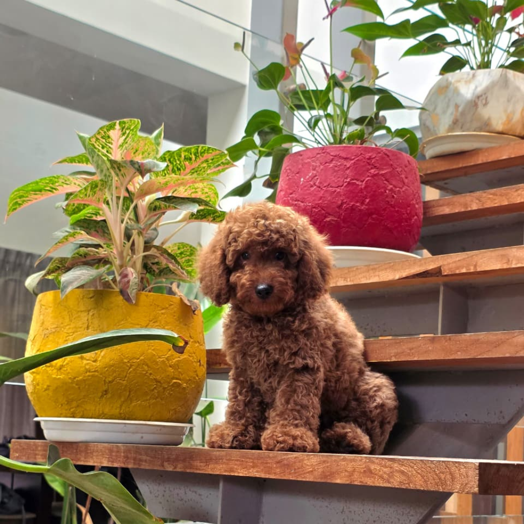 Cavapoo in India