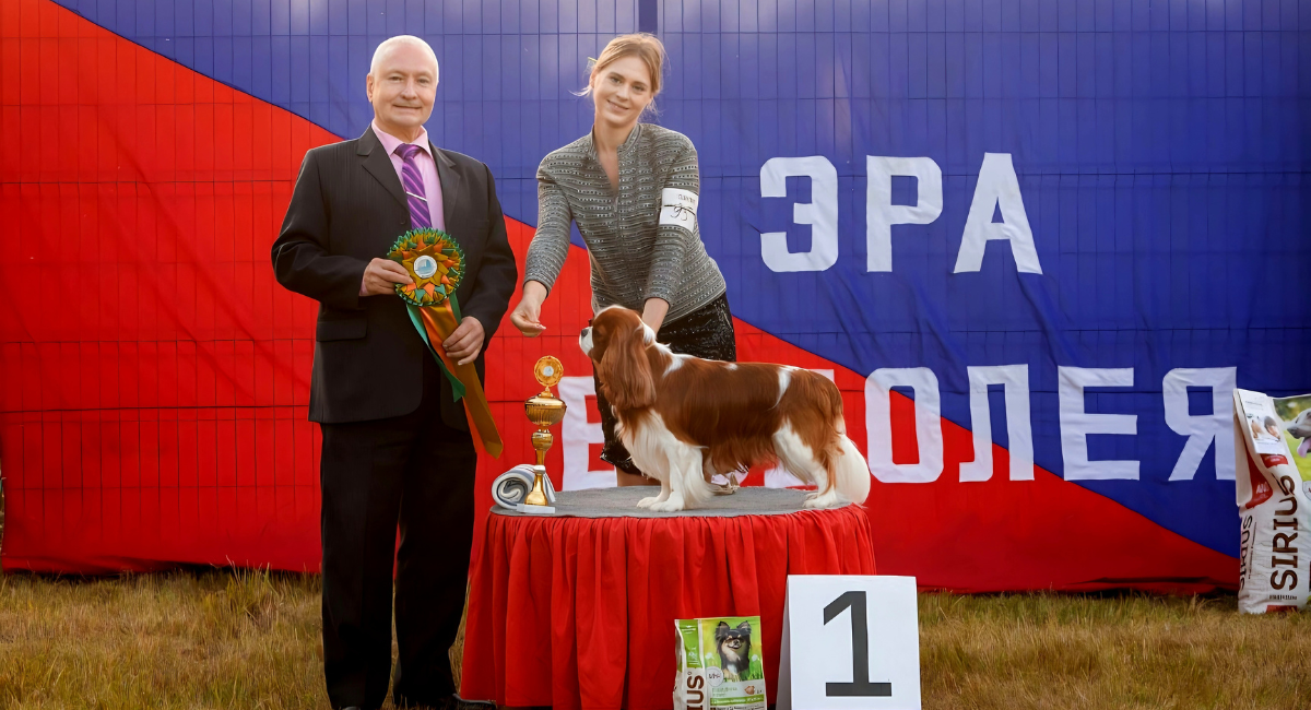 Dogs in India | Lillipaws