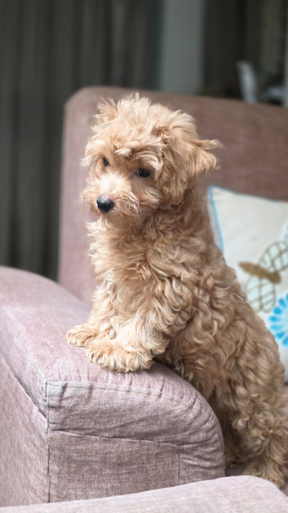 Maltipoo In India