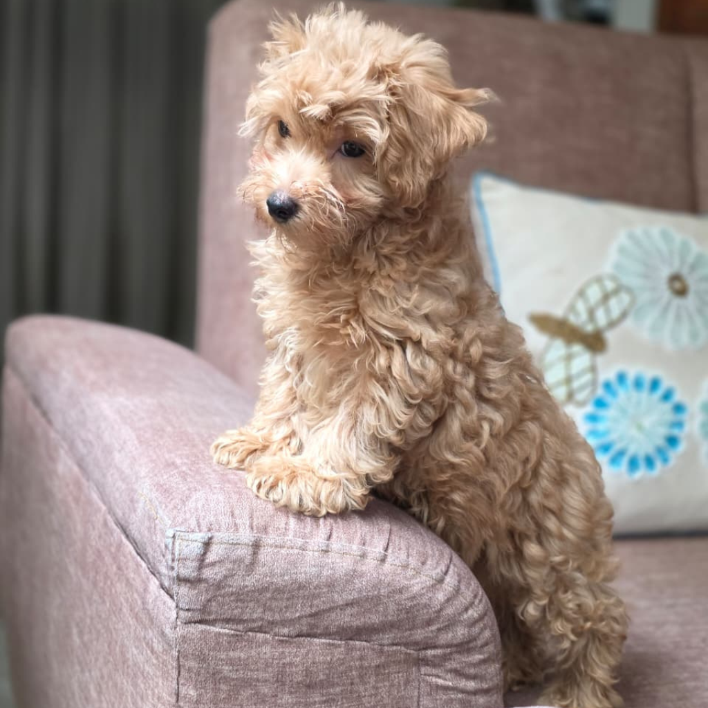 Maltipoo in India