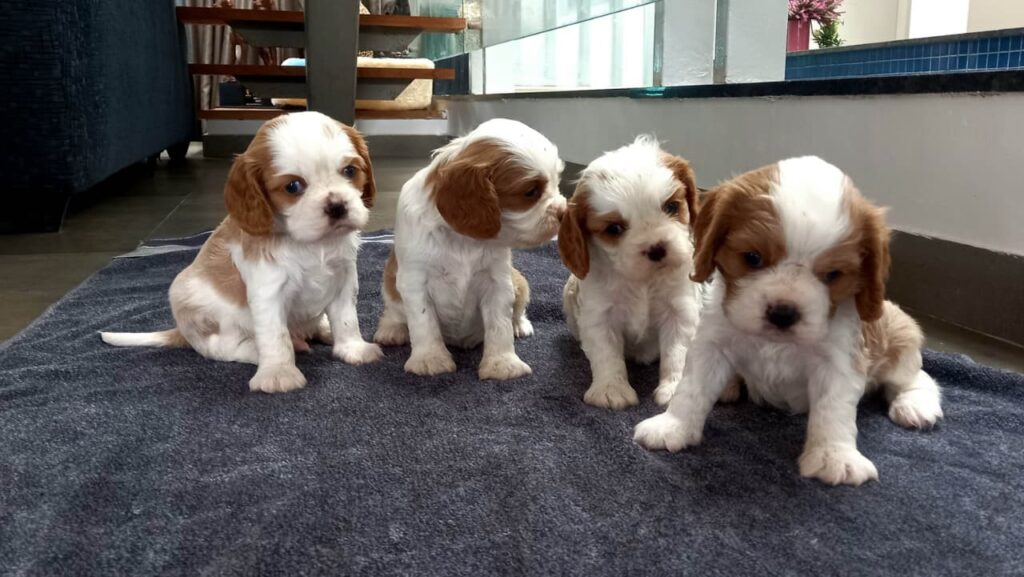 Cavalier King Charles Spaniel in India
